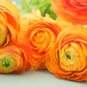 Persian buttercup Tecolote Orange, Ranunculus Asiaticus Tecolote Orange, Turban Buttercup Tecolote Orange, Persian Crowfoot Tecolote Orange, spring flowering bulb, fall flowering bulb, Orange flowers, Orange Ranunculus