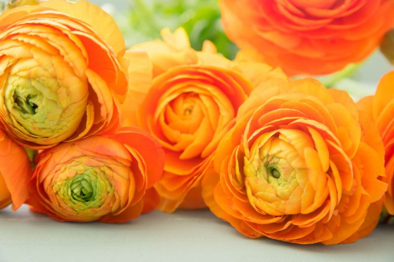 Persian buttercup Tecolote Orange, Ranunculus Asiaticus Tecolote Orange, Turban Buttercup Tecolote Orange, Persian Crowfoot Tecolote Orange, spring flowering bulb, fall flowering bulb, Orange flowers, Orange Ranunculus