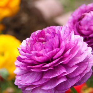 Persian buttercup Tecolote Purple, Ranunculus Asiaticus Tecolote Purple, Turban Buttercup Tecolote Purple, Persian Crowfoot Tecolote Purple, spring flowering bulb, fall flowering bulb, Purple flowers, Purple Ranunculus