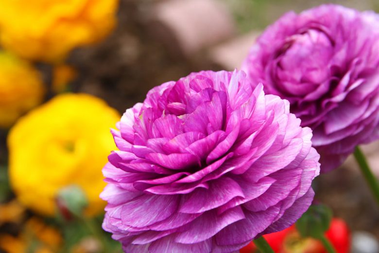 Persian buttercup Tecolote Purple, Ranunculus Asiaticus Tecolote Purple, Turban Buttercup Tecolote Purple, Persian Crowfoot Tecolote Purple, spring flowering bulb, fall flowering bulb, Purple flowers, Purple Ranunculus