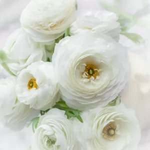Persian buttercup Tecolote White, Ranunculus Asiaticus Tecolote White, Turban Buttercup Tecolote White, Persian Crowfoot Tecolote White, spring flowering bulb, fall flowering bulb, White flowers, White Ranunculus