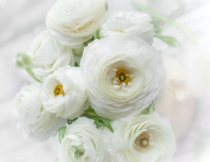 Persian buttercup Tecolote White, Ranunculus Asiaticus Tecolote White, Turban Buttercup Tecolote White, Persian Crowfoot Tecolote White, spring flowering bulb, fall flowering bulb, White flowers, White Ranunculus