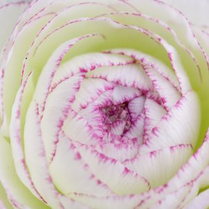 Persian buttercup Tomer Picotee, Ranunculus Asiaticus Tomer Picotee, Turban Buttercup Tomer Picotee, Persian Crowfoot Tomer Picotee, spring flowering bulb, fall flowering bulb, White flowers, White Ranunculus