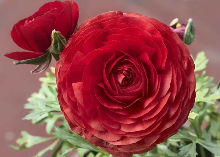 Persian buttercup Tomer Red, Ranunculus Asiaticus Tomer Red, Turban Buttercup Tomer Red, Persian Crowfoot Tomer Red, spring flowering bulb, fall flowering bulb, Red flowers, Red Ranunculus