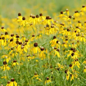 Ratibida Pinnata, Yellow Coneflower, Pinnate Prairie Coneflower, Gray-Head Coneflower, Prairie Coneflower, Coneflower, Coneflowers, Yellow flowers, Yellow Perennials, Grayhead Coneflower, Gray-Headed Coneflower, Grayhead Mexican Hat