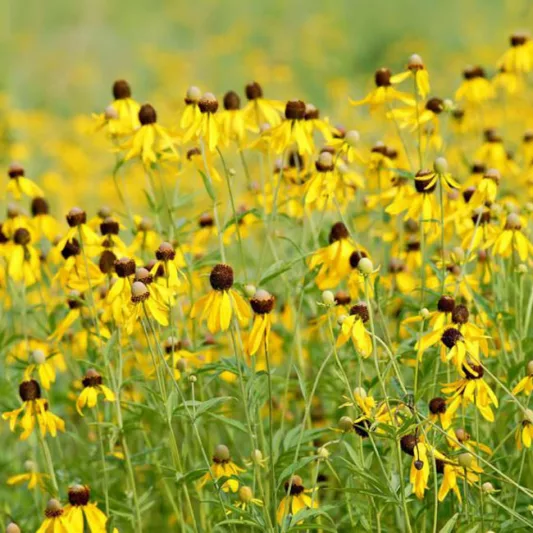 Ratibida Pinnata, Yellow Coneflower, Pinnate Prairie Coneflower, Gray-Head Coneflower, Prairie Coneflower, Coneflower, Coneflowers, Yellow flowers, Yellow Perennials, Grayhead Coneflower, Gray-Headed Coneflower, Grayhead Mexican Hat