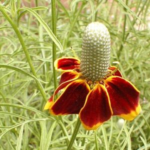 Ratibida columnifera, Upright Prairie Coneflower, Mexican Hat, Mexican Hat Plant, Prairie Coneflower, Prairieconeflower, Redspike Mexican Hat, Column Flower, Obelisk Flower
