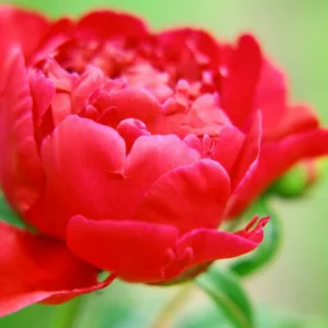 Early Season Red Peonies, Mid Season Red Peonies, Late Season Red Peonies, Peonies Bloom Times