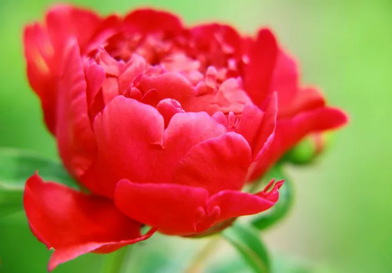 Early Season Red Peonies, Mid Season Red Peonies, Late Season Red Peonies, Peonies Bloom Times