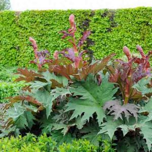 Rheum palmatum, Chinese Rhubarb, Ornamental Rhubarb, Palmate Rhubarb, Turkey Rhubarb, Turkish Rhubarb