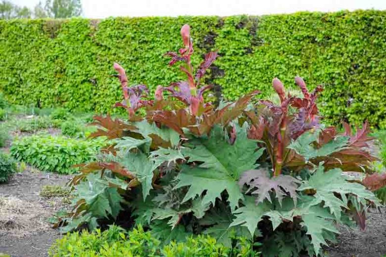 Rheum palmatum, Chinese Rhubarb, Ornamental Rhubarb, Palmate Rhubarb, Turkey Rhubarb, Turkish Rhubarb