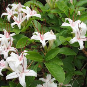 Rhododendron Arborescens, Sweet Azalea, Smooth Azalea, Azalea arborescens, Rhododendron 'Arborescens', Deciduous Azalea, Late Season Rhododendron, Very Late Season Rhododendron, Fragrant Rhododendron, White Rhododendron, White Flowering Shrub