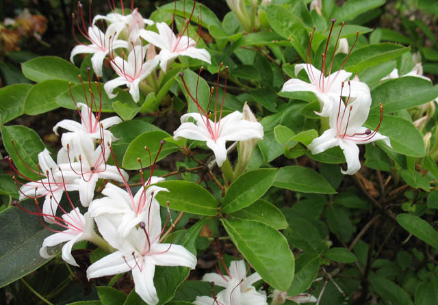 Rhododendron Arborescens, Sweet Azalea, Smooth Azalea, Azalea arborescens, Rhododendron 'Arborescens', Deciduous Azalea, Late Season Rhododendron, Very Late Season Rhododendron, Fragrant Rhododendron, White Rhododendron, White Flowering Shrub