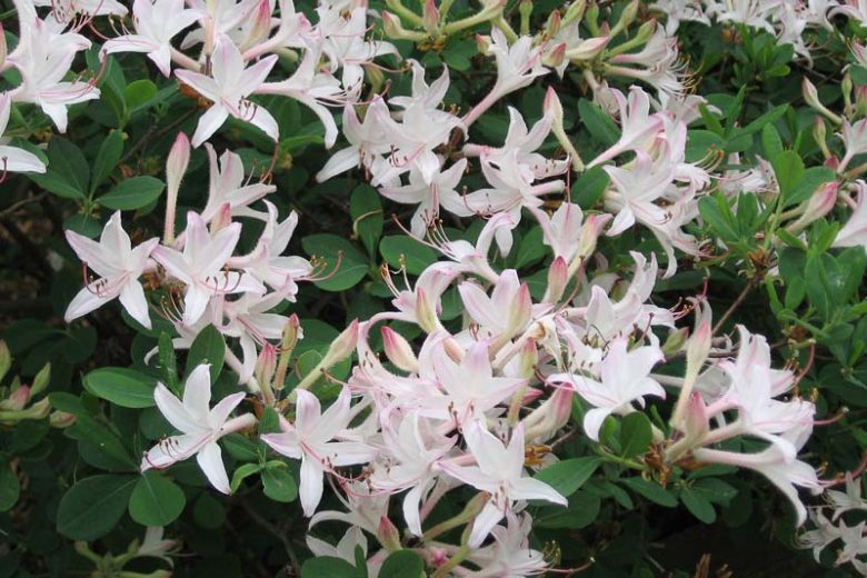 Rhododendron Atlanticum, Coastal Azalea, Dwarf Azalea, Midseason Azalea, Fragrant Azalea, Fragrant Rhododendron, White Azalea, White Rhododendron, White Flowering Shrub