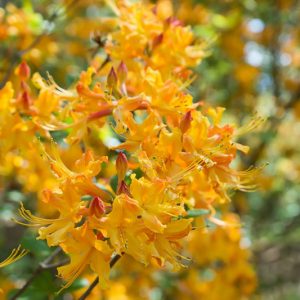 Rhododendron Austrinum, Florida Flame Azalea, Southern Yellow Azalea, Honeysuckle Azalea, Orange Azalea, Early Midseason Azalea, Fragrant Azalea, Fragrant Rhododendron, Yellow Azalea, Yellow Rhododendron, Yellow Flowering Shrub