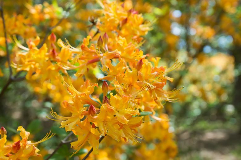 Rhododendron Austrinum, Florida Flame Azalea, Southern Yellow Azalea, Honeysuckle Azalea, Orange Azalea, Early Midseason Azalea, Fragrant Azalea, Fragrant Rhododendron, Yellow Azalea, Yellow Rhododendron, Yellow Flowering Shrub