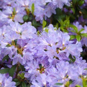 Rhododendron 'Blue Tit','Blue Tit' Rhododendron, Dwarf Rhododendron 'Blue Tit ', Early MidSeason Rhododendron, Blue Azalea, Blue Rhododendron, Blue Flowering Shrub, Lavender Azalea, Lavender Azalea, Lavender Rhododendron, Flowering Shrub,