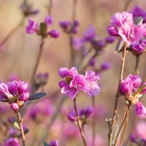 Rhododendron Dauricum 'Mid-Winter', 'Mid-Winter' Rhododendron, Rhododendron 'Mid-Winter', Rhododendron 'Midwinter', Early Season Rhododendron, Purple Rhododendron, Purple Flowering Shrub, Evergreen Rhododendron