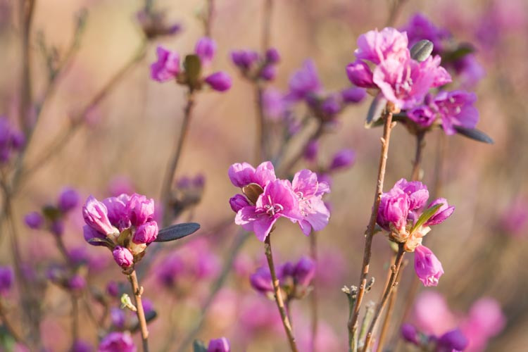 Rhododendron Dauricum 'Mid-Winter', 'Mid-Winter' Rhododendron, Rhododendron 'Mid-Winter', Rhododendron 'Midwinter', Early Season Rhododendron, Purple Rhododendron, Purple Flowering Shrub, Evergreen Rhododendron