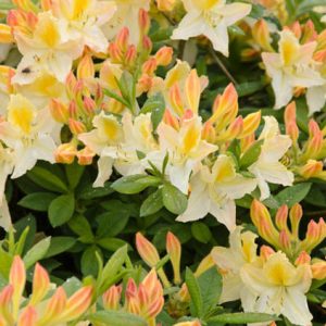 Rhododendron 'Daviesii', 'Daviesii' Rhododendron,'Daviesii' Azalea, Deciduous azalea, Midseason Azalea, Yellow Azalea, Yellow Rhododendron, Yellow Flowering Shrub, White Rhododendron, White Flowering Shrub, White Azalea