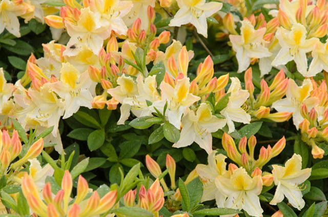 Rhododendron 'Daviesii', 'Daviesii' Rhododendron,'Daviesii' Azalea, Deciduous azalea, Midseason Azalea, Yellow Azalea, Yellow Rhododendron, Yellow Flowering Shrub, White Rhododendron, White Flowering Shrub, White Azalea