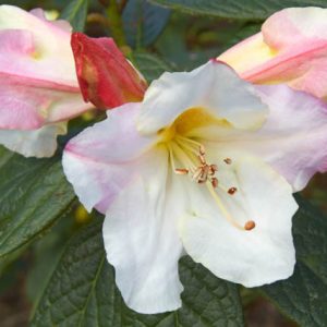 Rhododendron 'Else Frye', 'Else Frye' Rhododendron, Early Midseason Rhododendron, Fragrant Rhododendron, White Rhododendron, White Flowering Shrub