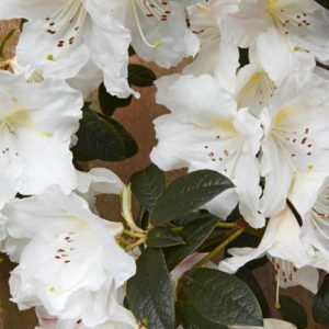 Rhododendron 'Fragrantissimum', 'Fragrantissimum' Rhododendron, Early Midseason Rhododendron, Fragrant Rhododendron, White Rhododendron, White Flowering Shrub