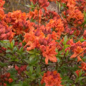 Rhododendron 'Gibraltar', 'Gibraltar' Rhododendron, 'Gibraltar' Azalea, Deciduous Azalea, Midseason Azalea, Knap Hill Azaleas, Exbury Azaleas, Orange Azalea, Orange Rhododendron, Orange Flowering Shrub