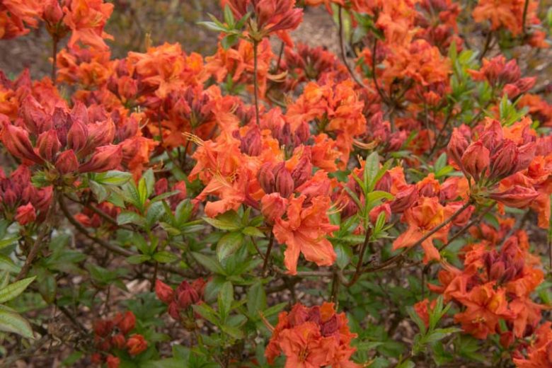 Rhododendron 'Gibraltar', 'Gibraltar' Rhododendron, 'Gibraltar' Azalea, Deciduous Azalea, Midseason Azalea, Knap Hill Azaleas, Exbury Azaleas, Orange Azalea, Orange Rhododendron, Orange Flowering Shrub