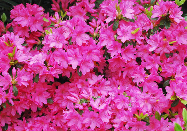 Rhododendron 'Girard's Fuchsia', 'Girard's Fuchsia' Rhododendron, 'Girard's Fuchsia' Azalea, Evergreen Azalea, Midseason Azalea, Purple Azalea, Purple Rhododendron, Purple Flowering Shrub