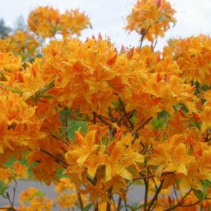Rhododendron 'Golden Lights','Golden Lights' Rhododendron, 'Golden Lights' Azalea, Late Midseason Azalea, Deciduous Azalea, Orange Azalea, Orange Rhododendron, Orange Flowering Shrub