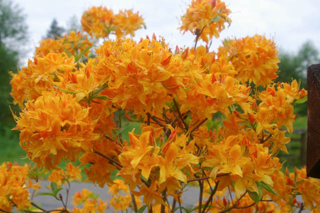 Rhododendron 'Golden Lights','Golden Lights' Rhododendron, 'Golden Lights' Azalea, Late Midseason Azalea, Deciduous Azalea, Orange Azalea, Orange Rhododendron, Orange Flowering Shrub