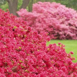 Rhododendron 'Hino Crimson', 'Hino Crimson' Rhododendron, 'Hino Crimson' Azalea, Azalea 'Hino Crimson, Evergreen Azalea, Early Midseason Rhododendron, Mid Season Rhododendron, Evergreen Rhododendron, red flowers, red rhododendron, red flowering shrub