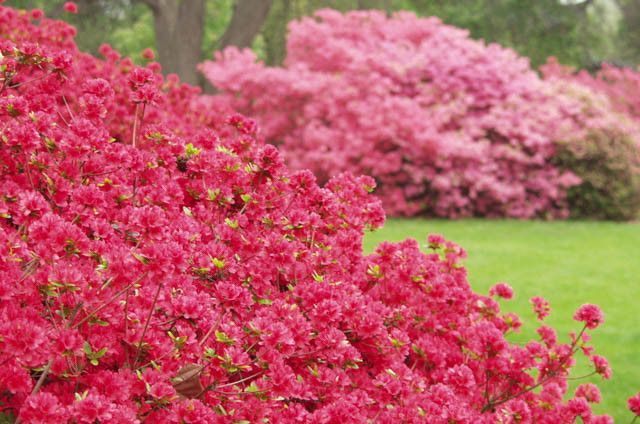 Rhododendron 'Hino Crimson', 'Hino Crimson' Rhododendron, 'Hino Crimson' Azalea, Azalea 'Hino Crimson, Evergreen Azalea, Early Midseason Rhododendron, Mid Season Rhododendron, Evergreen Rhododendron, red flowers, red rhododendron, red flowering shrub