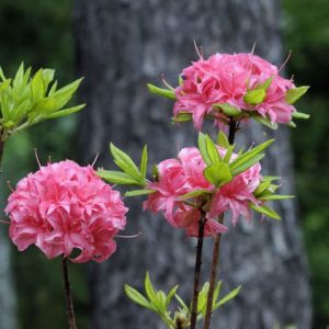 Rhododendron 'Homebush','Homebush' Rhododendron, 'Homebush' Azalea, 'Homebush' Deciduous Azalea, Late Midseason Azalea, Knap Hill and Exbury Azaleas, Pink Azalea, Pink Rhododendron, Pink Flowering Shrub