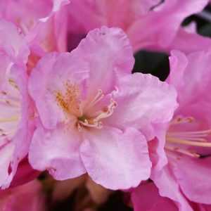 Rhododendron 'Ken Janeck', Rhododendron Yakushimanum 'Ken Janeck', pink flowers, pink rhododendron, pink flowering shrub