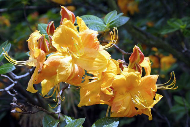 Rhododendron 'Klondyke', 'Klondyke' Rhododendron, 'Klondyke' Azalea, Deciduous Azalea, Early Midseason Azalea, Midseason Azalea, Yellow Azalea, Yellow Rhododendron, Yellow Flowering Shrub