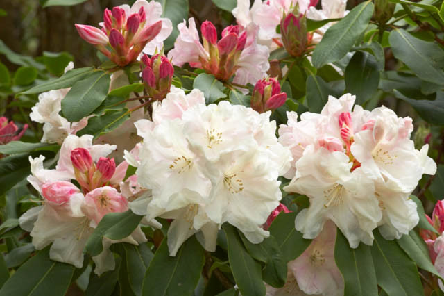 Rhododendron 'Loderi King George', 'Loderi King George' Rhododendron, Midseason Rhododendron, Fragrant Rhododendron, White Rhododendron, White Flowering Shrub