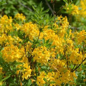 Rhododendron Luteum, Pontic Azalea, Yellow Azalea, Honeysuckle Azalea, Late Midseason Azalea, Midseason Azalea, Fragrant Azalea, Fragrant Rhododendron, Yellow Azalea, Yellow Rhododendron, Yellow Flowering Shrub