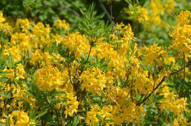 Rhododendron Luteum, Pontic Azalea, Yellow Azalea, Honeysuckle Azalea, Late Midseason Azalea, Midseason Azalea, Fragrant Azalea, Fragrant Rhododendron, Yellow Azalea, Yellow Rhododendron, Yellow Flowering Shrub