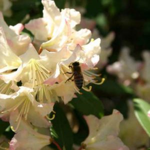 Rhododendron 'Mary Fleming', 'Mary Fleming' Rhododendron, 'Mary Fleming' Azalea, Evergreen Azalea, Early Midseason Azalea, Cream Azalea, Cream Rhododendron, Cream Flowering Shrub