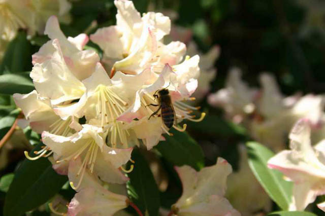 Rhododendron 'Mary Fleming', 'Mary Fleming' Rhododendron, 'Mary Fleming' Azalea, Evergreen Azalea, Early Midseason Azalea, Cream Azalea, Cream Rhododendron, Cream Flowering Shrub