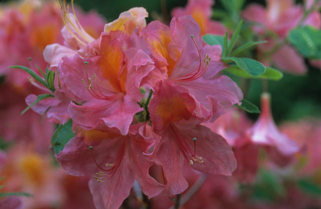 Rhododendron 'Mount Saint Helens','Mount Saint Helens' Rhododendron, 'Mount Saint Helens' Azalea, Late Midseason Azalea, Deciduous Azalea, Pink Azalea, Pink Rhododendron, Pink Flowering Shrub