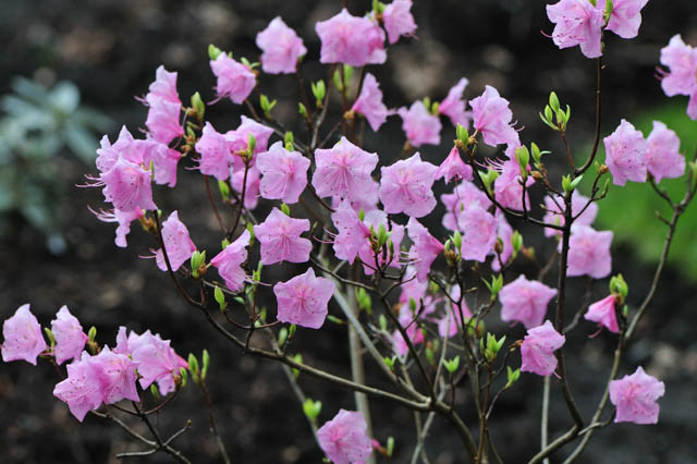 Rhododendron Mucronulatum 'Cornell Pink', 'Cornell Pink' Rhododendron, Rhododendron 'Cornell Pink', Very Early Season Rhododendron, Pink Rhododendron, Pink Flowering Shrub, Evergreen Rhododendron