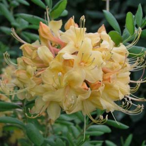 Rhododendron 'My Mary', 'My Mary' Rhododendron, 'My Mary' Azalea, Deciduous Azalea, Early Midseason Azalea, Yellow Azalea, Yellow Rhododendron, Yellow Flowering Shrub