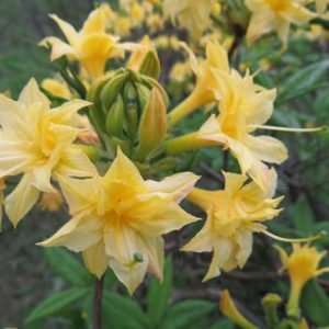 Rhododendron 'Narcissiflorum', 'Narcissiflorum' Azalea, Azalea 'Narcissiflorum', Deciduous Azalea, Late Midseason Azalea, Fragrant Azalea, Fragrant Rhododendron, Yellow Azalea, Yellow Rhododendron, Yellow Flowering Shrub