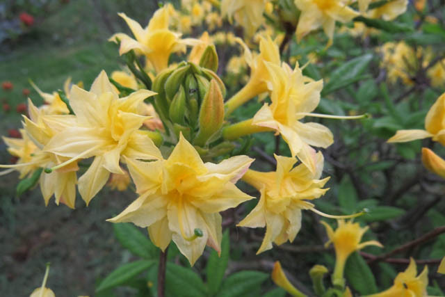 Rhododendron 'Narcissiflorum', 'Narcissiflorum' Azalea, Azalea 'Narcissiflorum', Deciduous Azalea, Late Midseason Azalea, Fragrant Azalea, Fragrant Rhododendron, Yellow Azalea, Yellow Rhododendron, Yellow Flowering Shrub