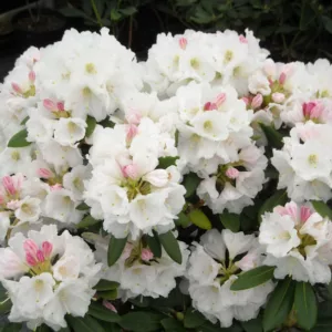 Rhododendron 'Nestucca', 'Nestucca' Rhododendron, 'Nestucca' Azalea, Evergreen Azalea, Midseason Azalea, White Azalea, White Rhododendron, White Flowering Shrub