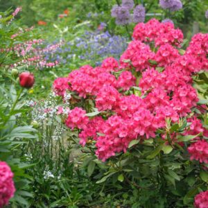 Rhododendron 'Nova Zembla','Nova Zembla' Rhododendron, Evergreen Rhododendron, Midseason Rhododendron, Pink Azalea, Pink Rhododendron, Pink Flowering Shrub, Pink Evergreen Shrub