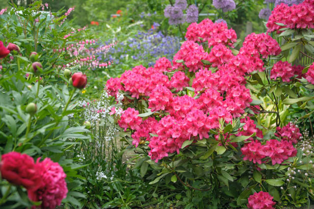 Rhododendron 'Nova Zembla','Nova Zembla' Rhododendron, Evergreen Rhododendron, Midseason Rhododendron, Pink Azalea, Pink Rhododendron, Pink Flowering Shrub, Pink Evergreen Shrub